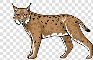 Wildcat Lynx Cougar Cheetah   Lynx Clipart  HD Png Download