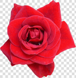 Red Rose Flower Png Image   Red Rose Flower Png  Transparent Png