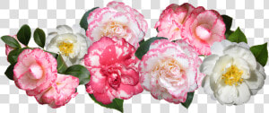 Transparent Japanese Flowers Png   Camellia Cut Out  Png Download