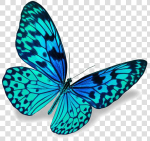 Blue Butterfly Png Download Image   Bliss Fresh Fresh Matic  Transparent Png