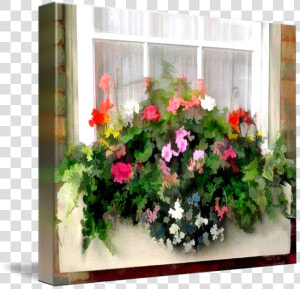 Window Box Png   Petunia  Transparent Png