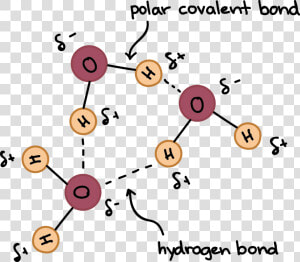 Hydrogen Bonds Between Adjacent Molecules  HD Png Download