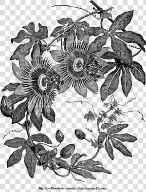 Transparent Passion Flower Clipart   Vintage Passion Flower Illustration  HD Png Download