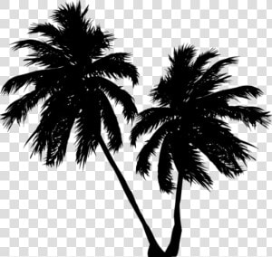 Palmeras Sombra Black Stiker   Palm Tree  HD Png Download