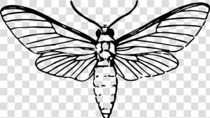 Moth Drawing   Png Download   Moth Drawing  Transparent Png