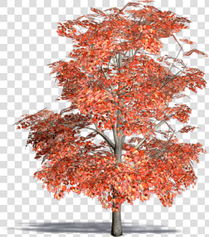 Red Maple  Swamp Maple3d View Class Mw 100 Mh 100   Arbol De Maple Dibujo Png  Transparent Png