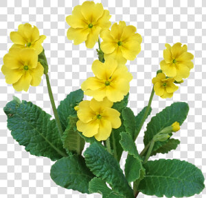 Primrose  Flower  Plant  Garden  Nature  Cut Out   Primrose Png  Transparent Png