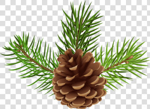 Pine Cone Png   Pine Cone Pine Png  Transparent Png