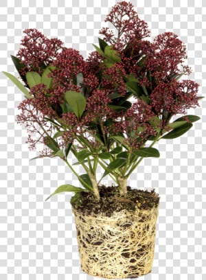 Japanese Skimmia   Flowerpot  HD Png Download