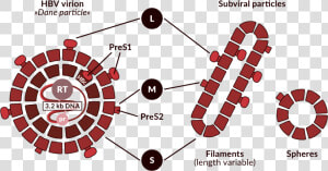 Schematic Representation Of The Hbv Virion And Non infectious   Circle  HD Png Download