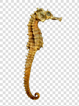 Seahorse Skeleton Png Image   Sea Horse Png  Transparent Png