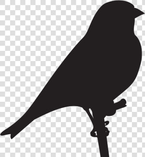 Finches   Goldfinch Silhouette  HD Png Download