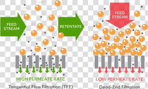 Tangential Flow Filtration Vs Dead end Filtration   Direct Flow Filtration Vs Tangential Flow Filtration  HD Png Download