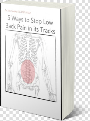 Low Back Pain Ebook   Human Skeleton  HD Png Download