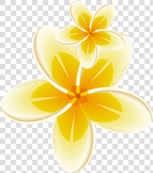  yellow  frame  bloom  flower  border  flowers  white   Frangipani  HD Png Download