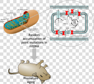 Organelle Breaks Down Food  HD Png Download