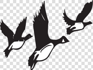 Geese  Flying  Birds  Flight  Black  White  Wildlife   Birds Migrating Black And White  HD Png Download