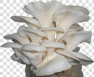 Oyster Mushroom  HD Png Download