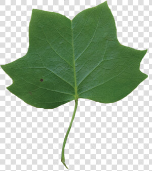 Leaf Clipart Tulip Tree   Tulip Poplar  HD Png Download