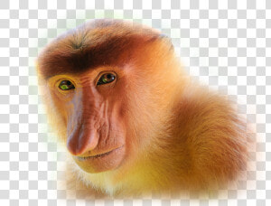 Proboscis Monkey Transparent Background  HD Png Download