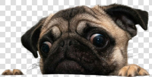 Transparent Pug Face Png   Transparent Pug Png  Png Download