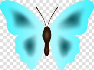 Butterfly symmetry moth   Lycaenid  HD Png Download