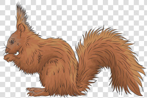 Squirrel Clipart Red   Fox Squirrel  HD Png Download