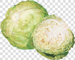 Cabbage Png Image   Cabbage Png  Transparent Png