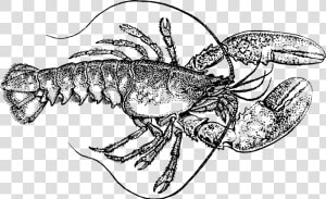 Transparent Lobster Clipart   Lobster Black And White  HD Png Download