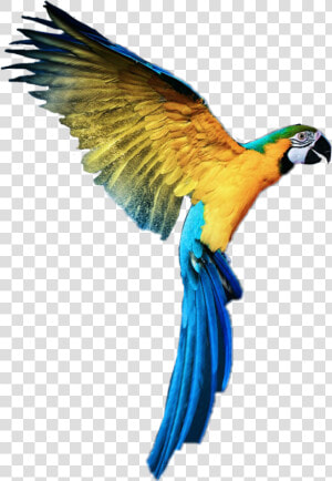  loros  animales  aves   Parrot Png For Picsart In Hd  Transparent Png