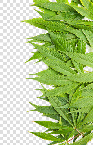 Cannabis Clipart   Png Download   Marijuana Leafs Png  Transparent Png