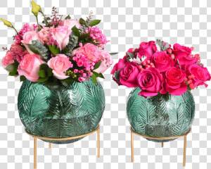 Adam  amp  Eve Collection   Garden Roses  HD Png Download