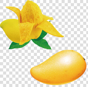 Seed Clipart Mango Seed   Mango With Seed Png Hd  Transparent Png