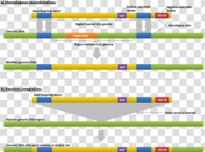 Homologous Recombination Gene Insertion  HD Png Download