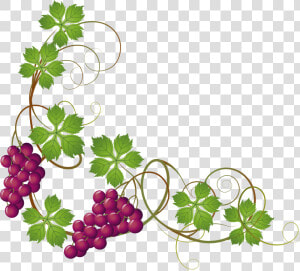 Grape Border Jpg   Grapes On Vine Clipart  HD Png Download