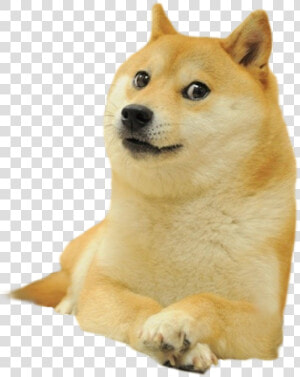   Doge Meme Transparent   Free Unlimited Download   Doge With White Background  HD Png Download