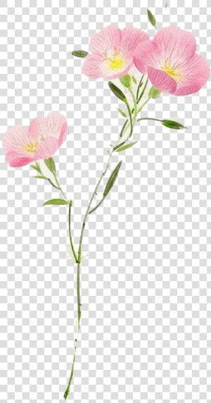 Watercolor Flower Png Transparent Hd Photo   Pink Evening Primrose  Png Download