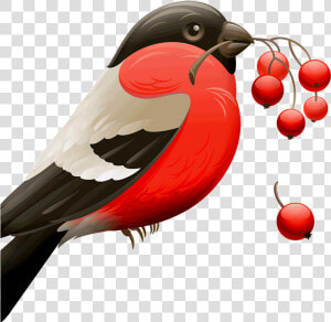 8 Melhores Aplicativos Para Remover Fundo De Imagens   Red Robin Birds  HD Png Download