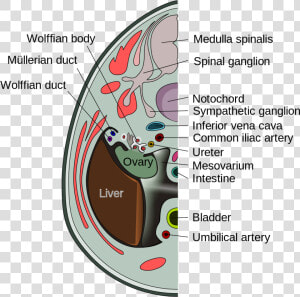 Mesovarian Border Of Ovary  HD Png Download