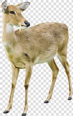 Deer Png Image With Transparent Background   White Tailed Deer Doe White Background  Png Download