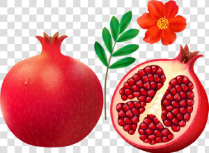 F Cdba Orig   Pomegranate Clipart  HD Png Download