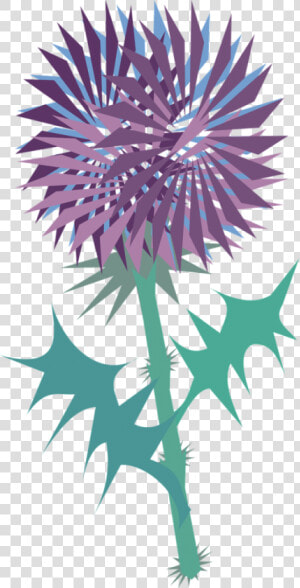 Transparent Thistles Clipart  HD Png Download