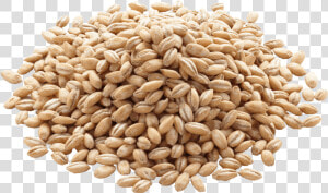 Barley Png Image Png Icon   Grain Barley  Transparent Png