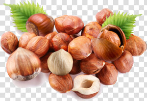 Shelled Hazelnut   Png Download   Hazelnut Png  Transparent Png