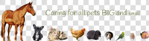 Caring For Pets Big And Small   Pets Big To Small  HD Png Download