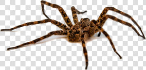 Wold Spider   Many Eyes Does A Spider Have  HD Png Download