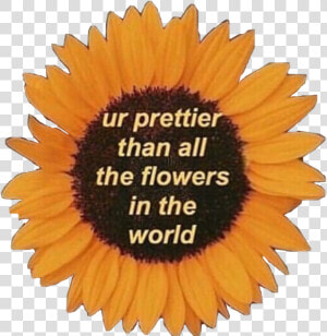  sunflower  motivation  quotes  love  life  pretty   Prettier Than Flowers Quote  HD Png Download