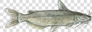 Harvest Select Catfish   Png Download  Transparent Png