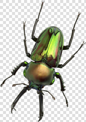 Bug Png Transparent Image   Transparent Background Bug Png  Png Download