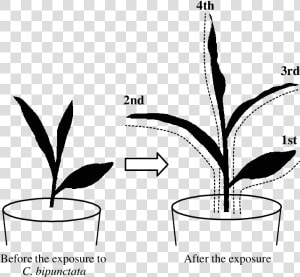 Schematic Of Maize During   Plant Experiment Drawing  HD Png Download